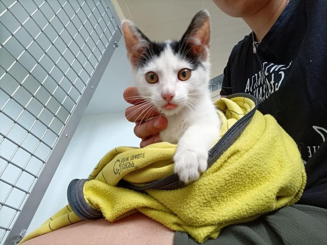 Może ktoś jednak go zechce?