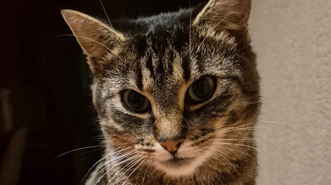 Na ratunek "Szarej z dworca"