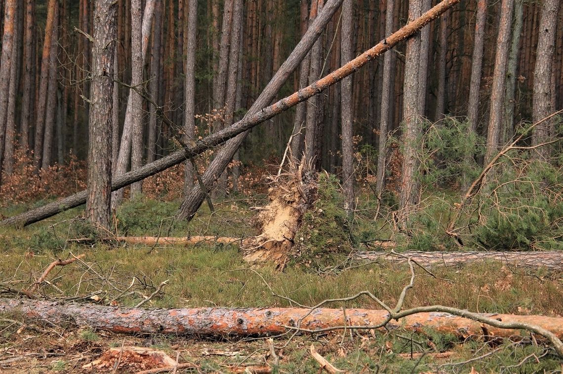 Nadleśnictwo Oława prosi o ostrożność