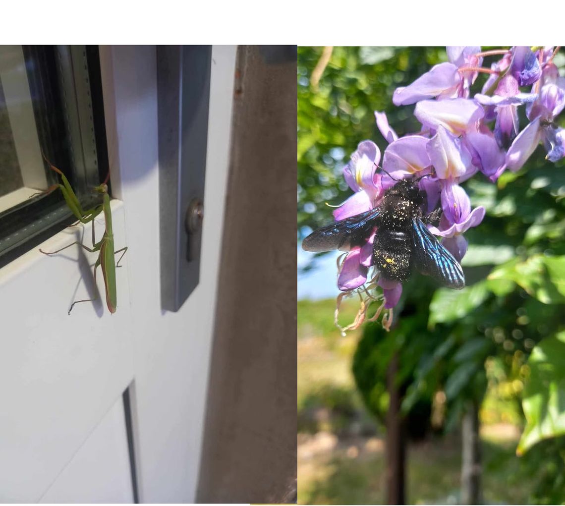 Najpierw modliszka, potem czarna pszczoła