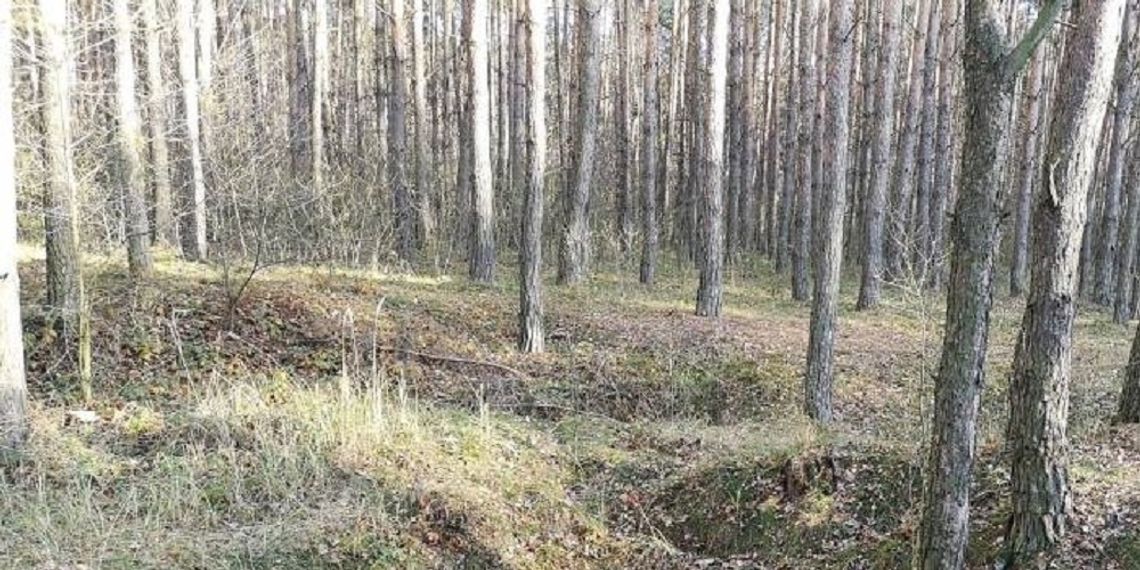 Naukowcy: - Nie palmy lasów! Naukowcy: - Nie palmy lasów!