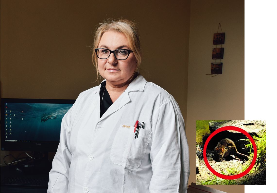Naukowczyni z Wrocławia doradza, jak walczyć ze szczurami