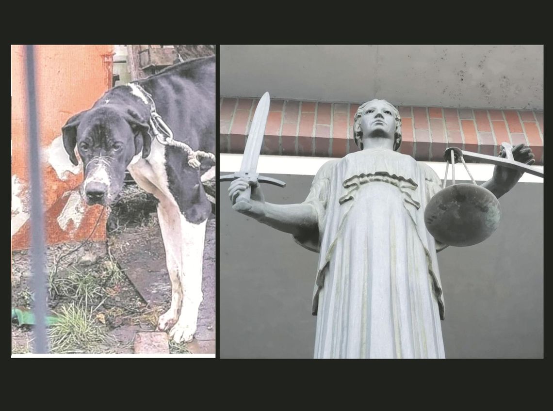 Nie o ratowanie psa chodziło w tym wyroku Nie o ratowanie psa chodziło w tym wyroku