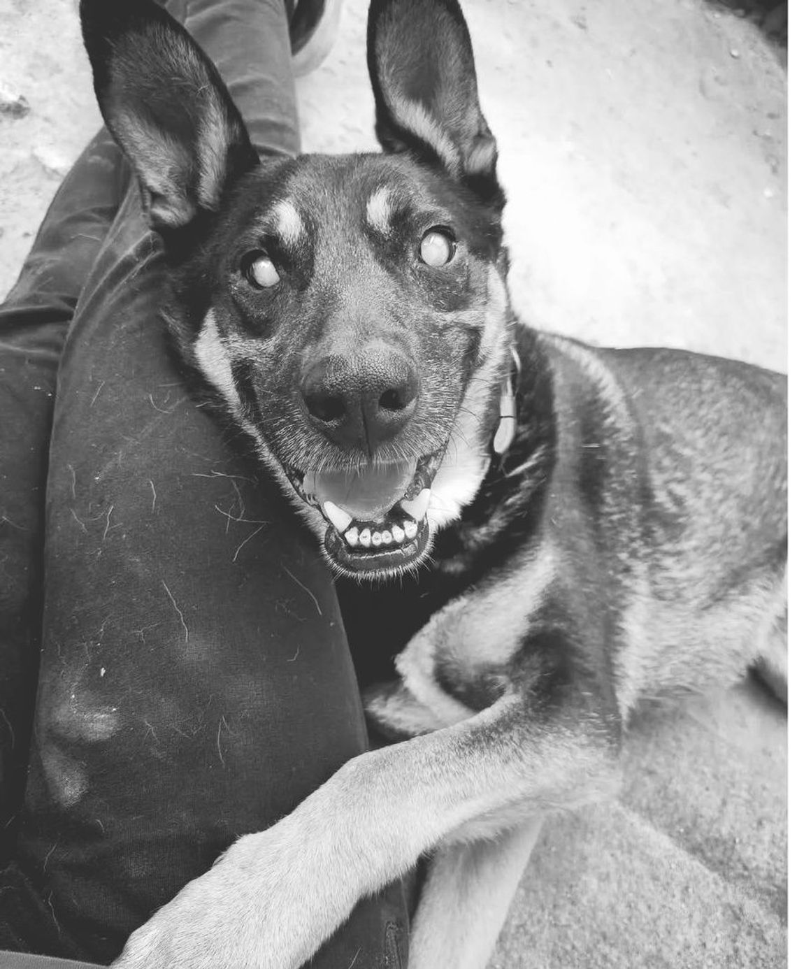 Nie żyje "Ślepuś". Był wyjątkowym psem, bohaterem bajek