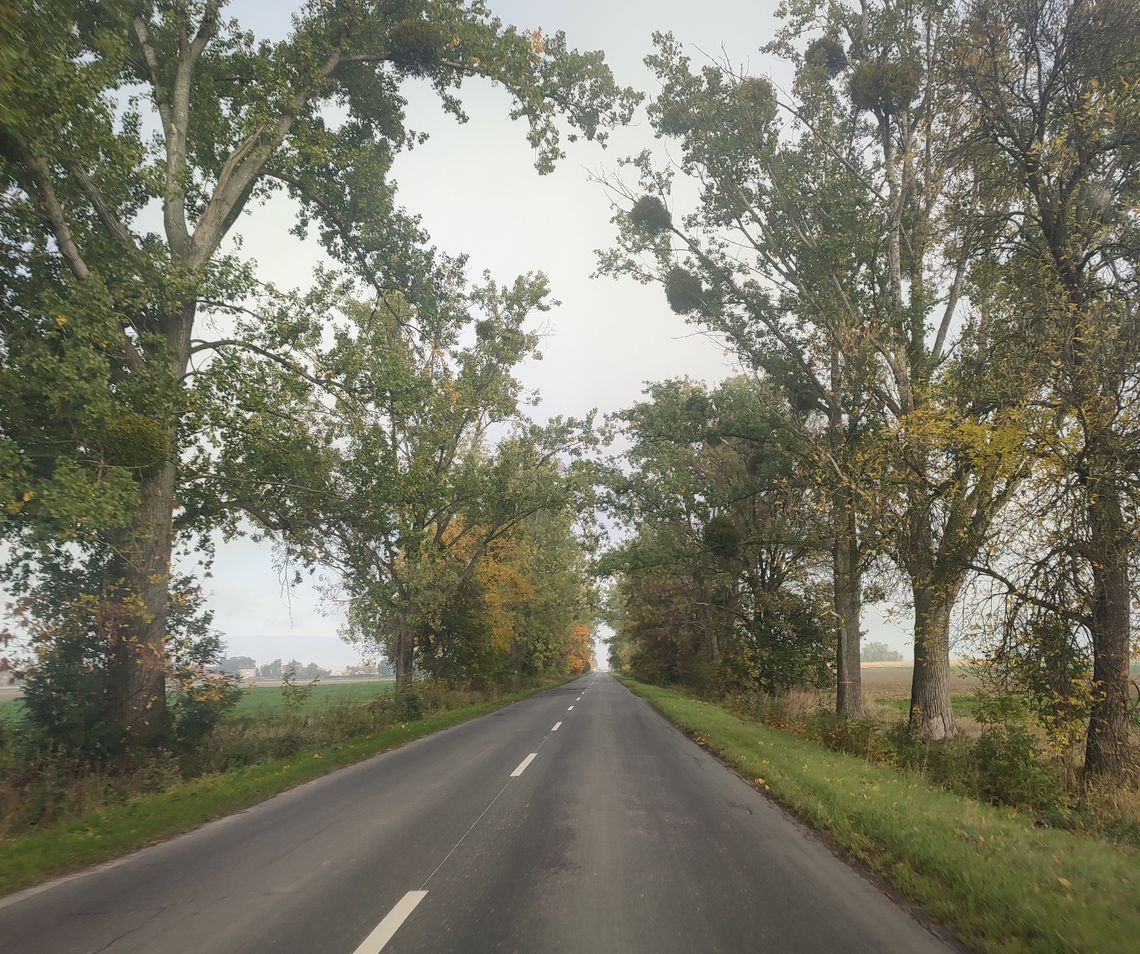 Niebezpieczne gałęzie nad drogą