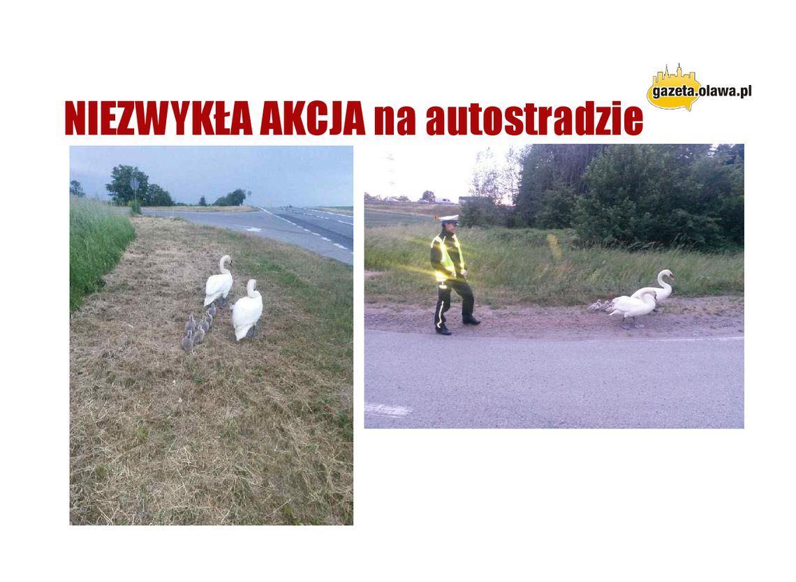 Niezwykła akcja policji! Uratowali łabędzią rodzinę