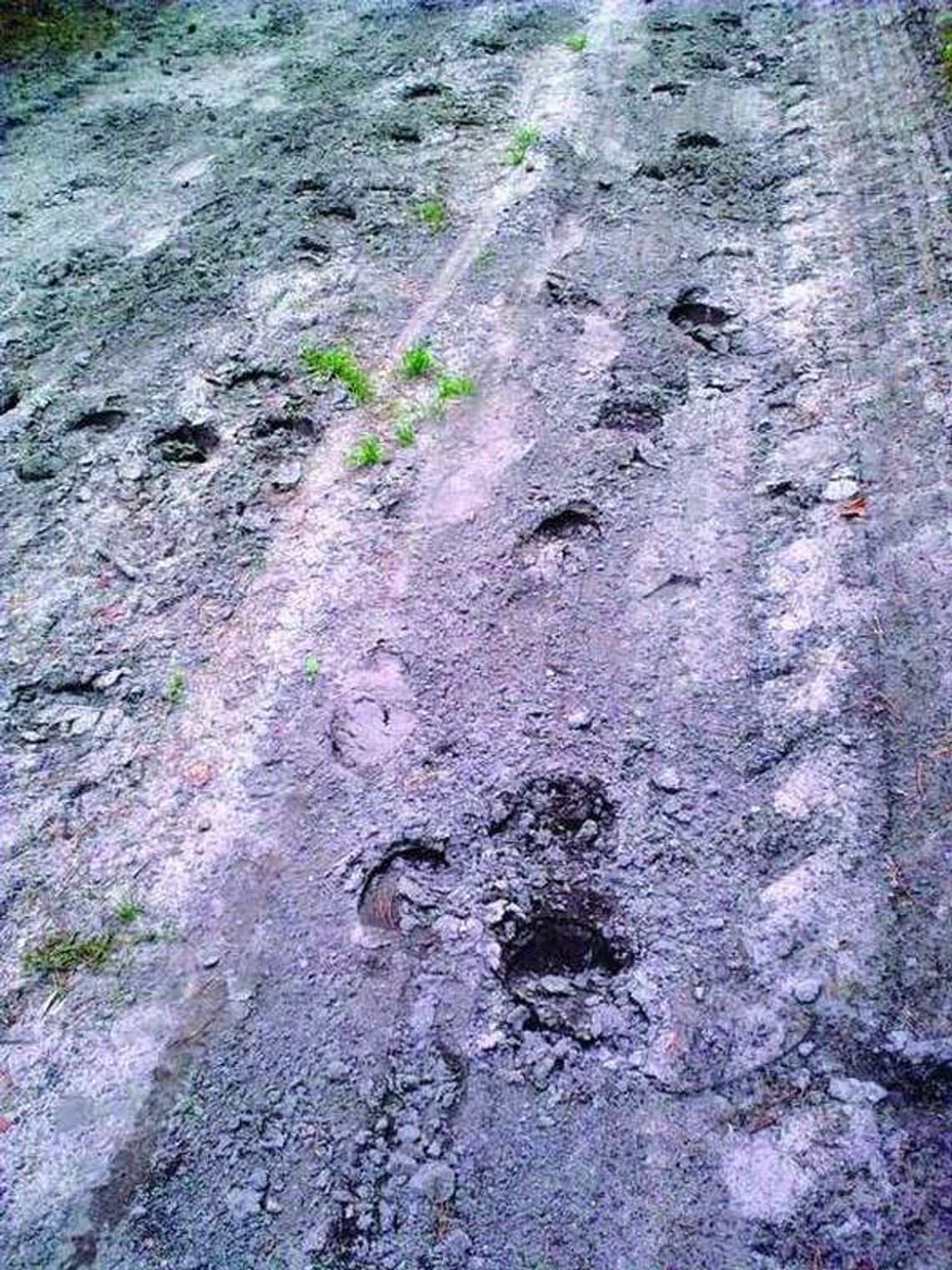 Niszczą drogi w chwałowickim lesie