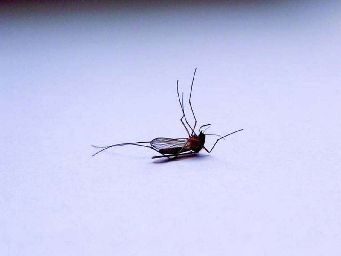 Odkomarzanie - już dziś wieczorem Odkomarzanie - już dziś wieczorem