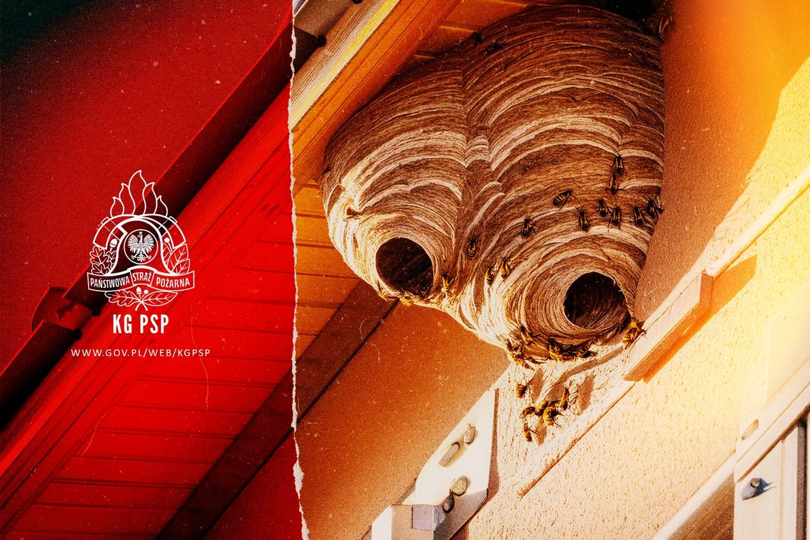 Odpowiedzialność za usuwanie gniazd os i szerszeni. Strażacy apelują o rozsądek