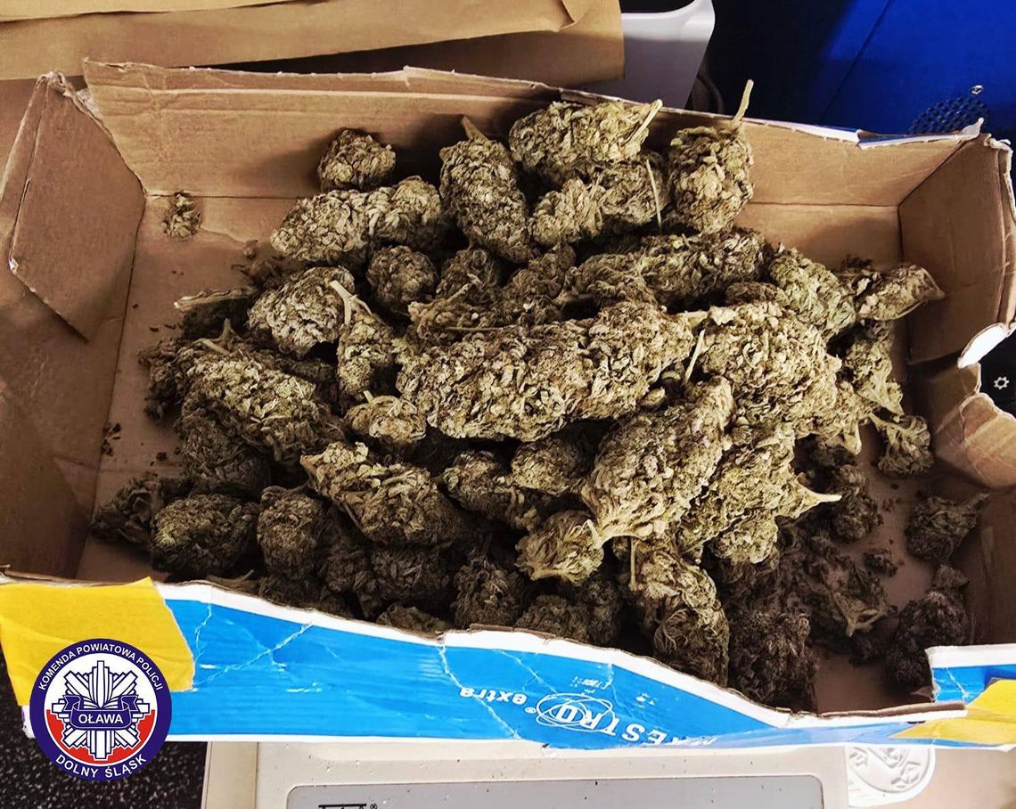 Oława. 19-latek zatrzymany. W piwnicy chował narkotyki Oława. 19-latek zatrzymany. W piwnicy chował narkotyki