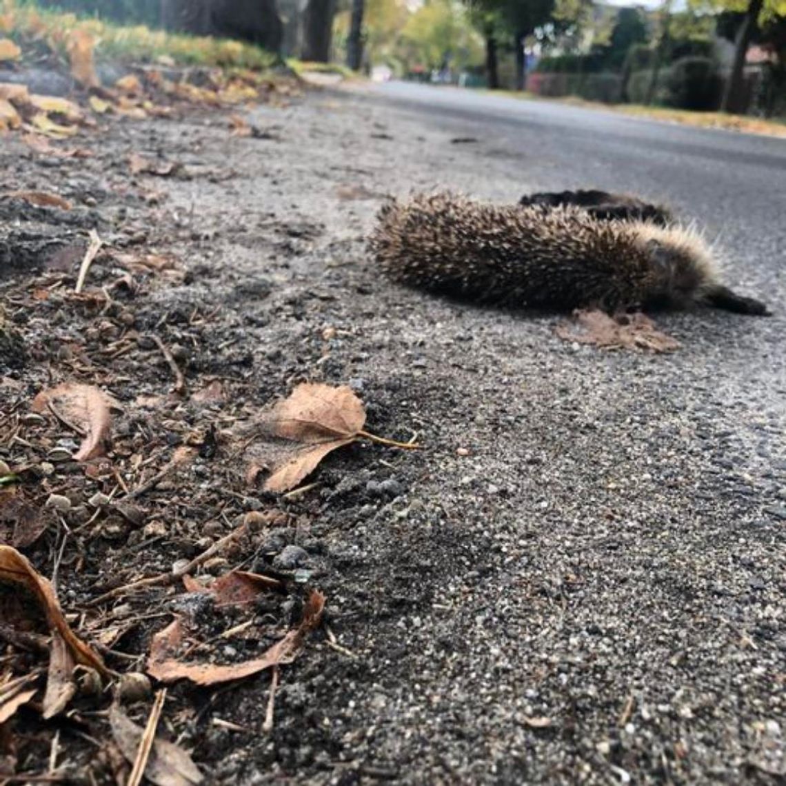 OŁAWA A jeże wciąż giną na Lipowej