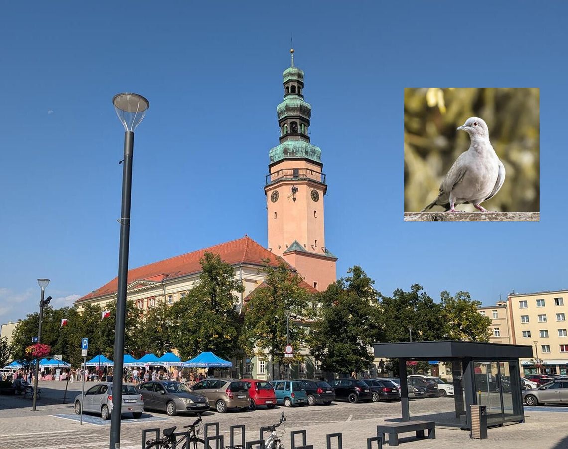 OŁAWA Dlaczego odstraszacze gołębi milczą?