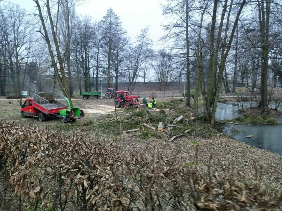 OŁAWA Dlaczego wycinają drzewa w parku