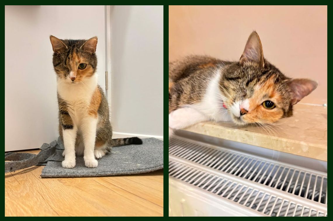 OŁAWA Ktoś wie, gdzie jest ta kotka?