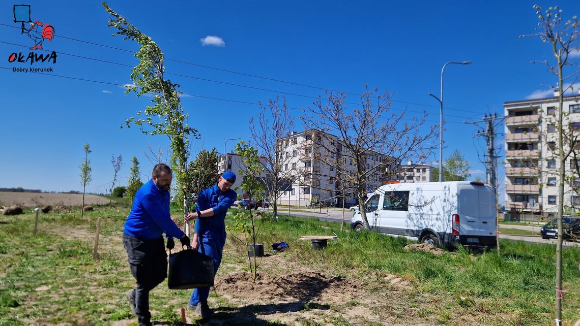 OŁAWA Pierwsze drzewa w nowym parku posadzone