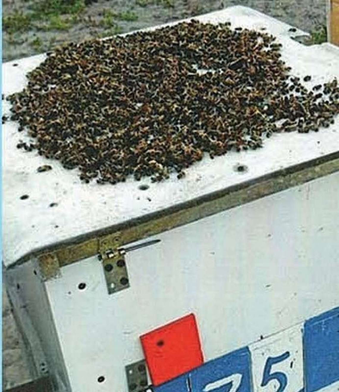 Opryski zabijają pszczoły Opryski zabijają pszczoły