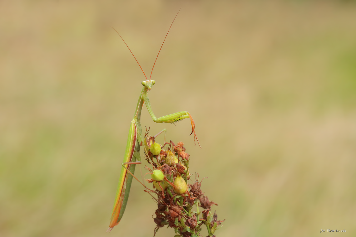 Piękna i niezwykła. Modliszka zwyczajna w podoławskich lasach Piękna i niezwykła. Modliszka zwyczajna w podoławskich lasach