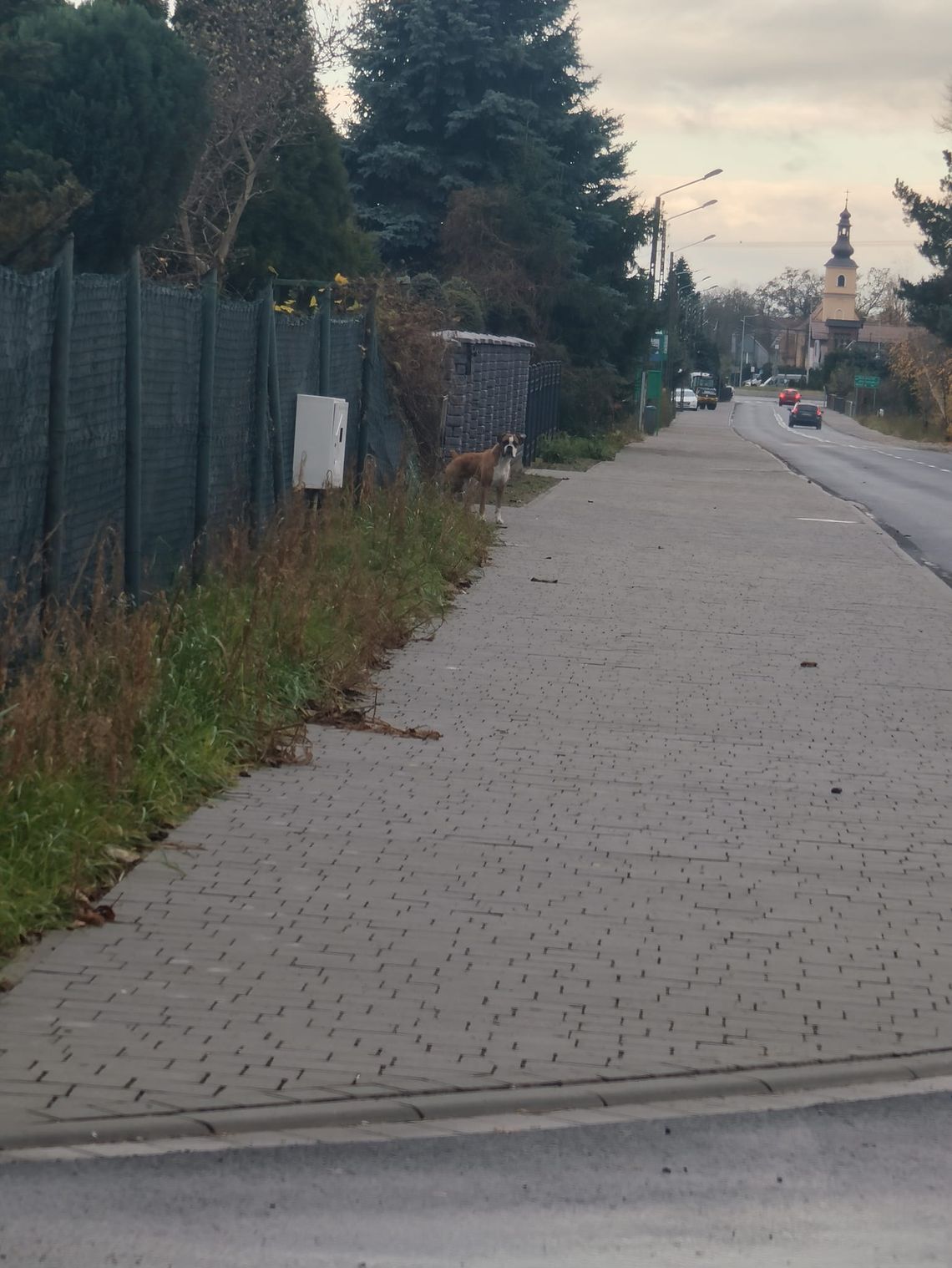 Pies chodzi luzem, może być agresywny