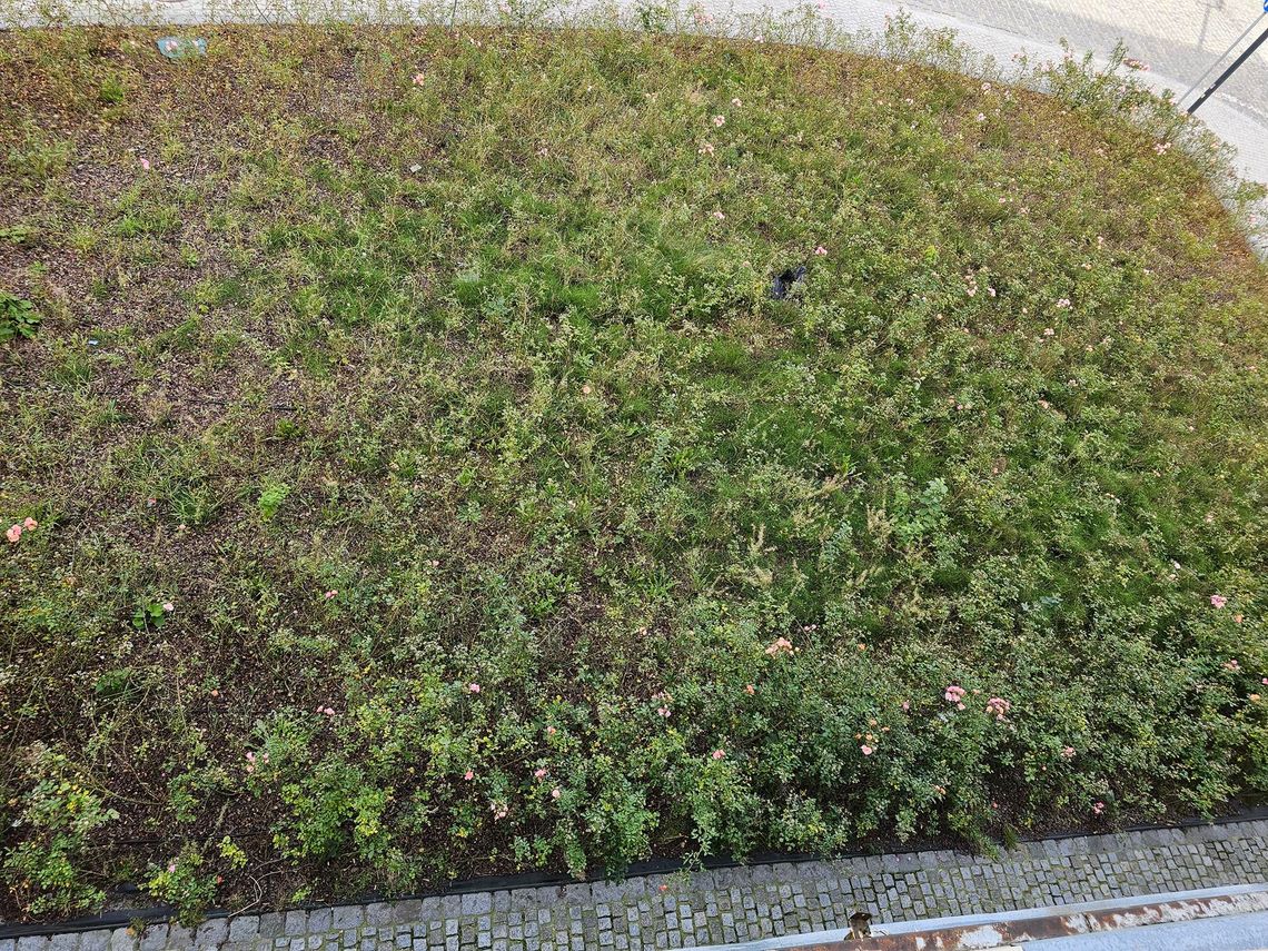 Po co sadzić, jeśli potem nasadzenia giną zarastane chwastami? Po co sadzić, jeśli potem nasadzenia giną zarastane chwastami?