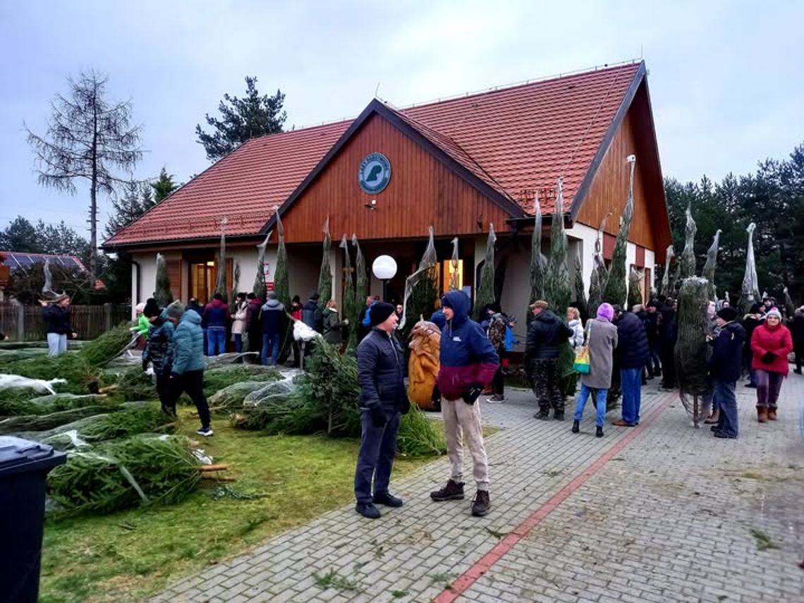 Po ile w tym roku choinki wprost z lasu? Po ile w tym roku choinki wprost z lasu?