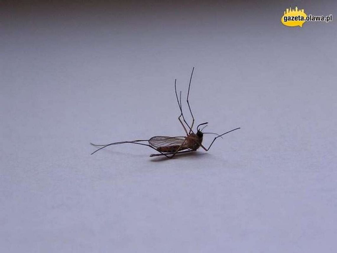 Początek odkomarzania Początek odkomarzania