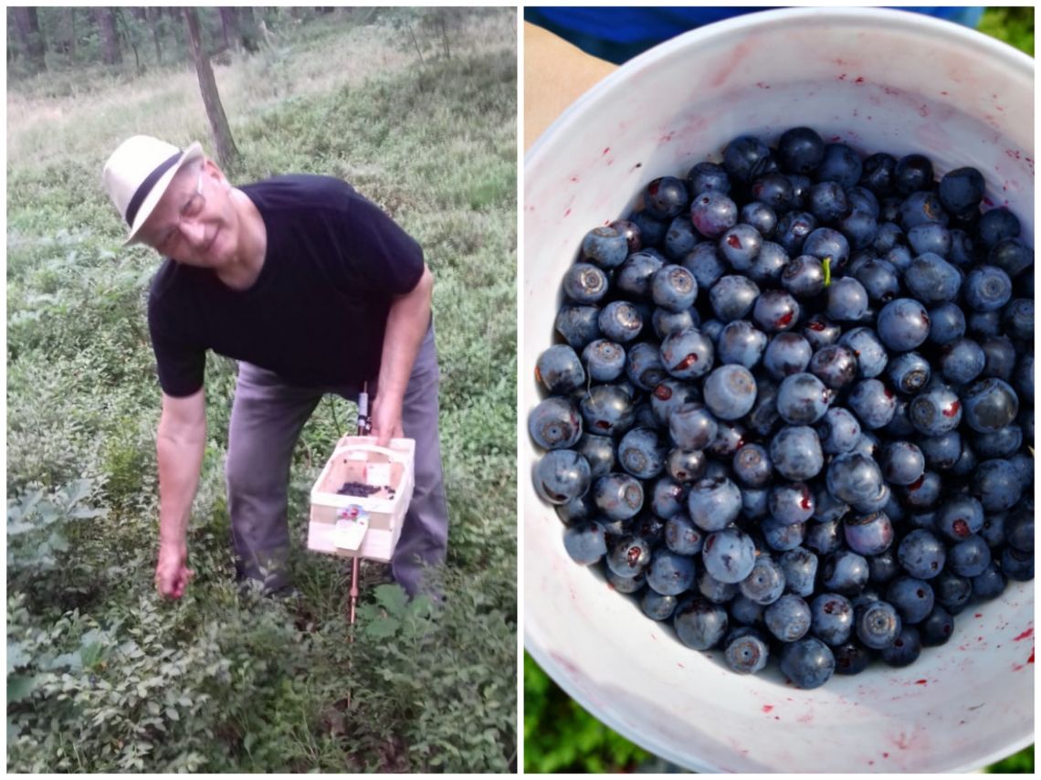 Podoławskie lasy pełne jagód!