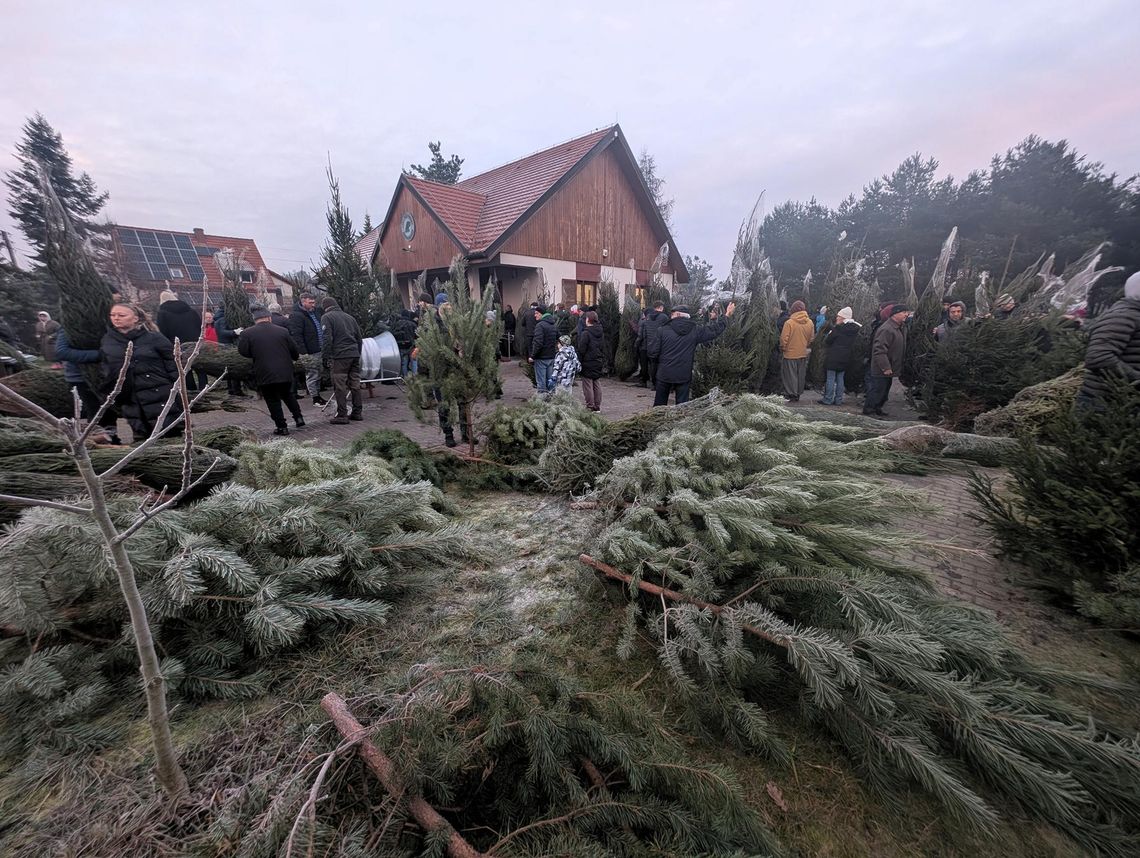 Podsłuchane w kolejce po choinkę