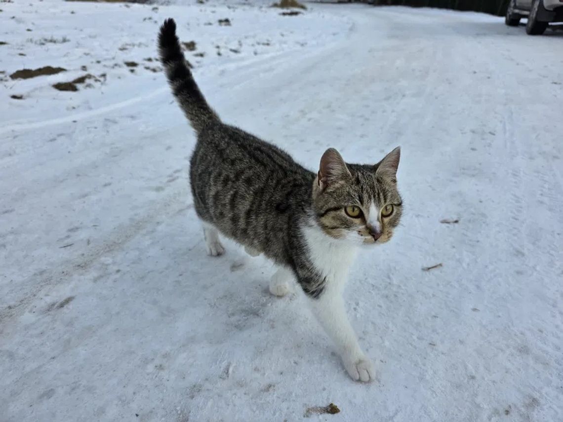 Porzucona za lub zagubiona po sylwestrowej nocy