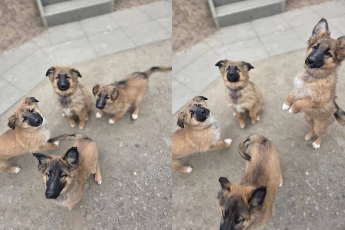 Psiaki porzucone w lesie szukają domu