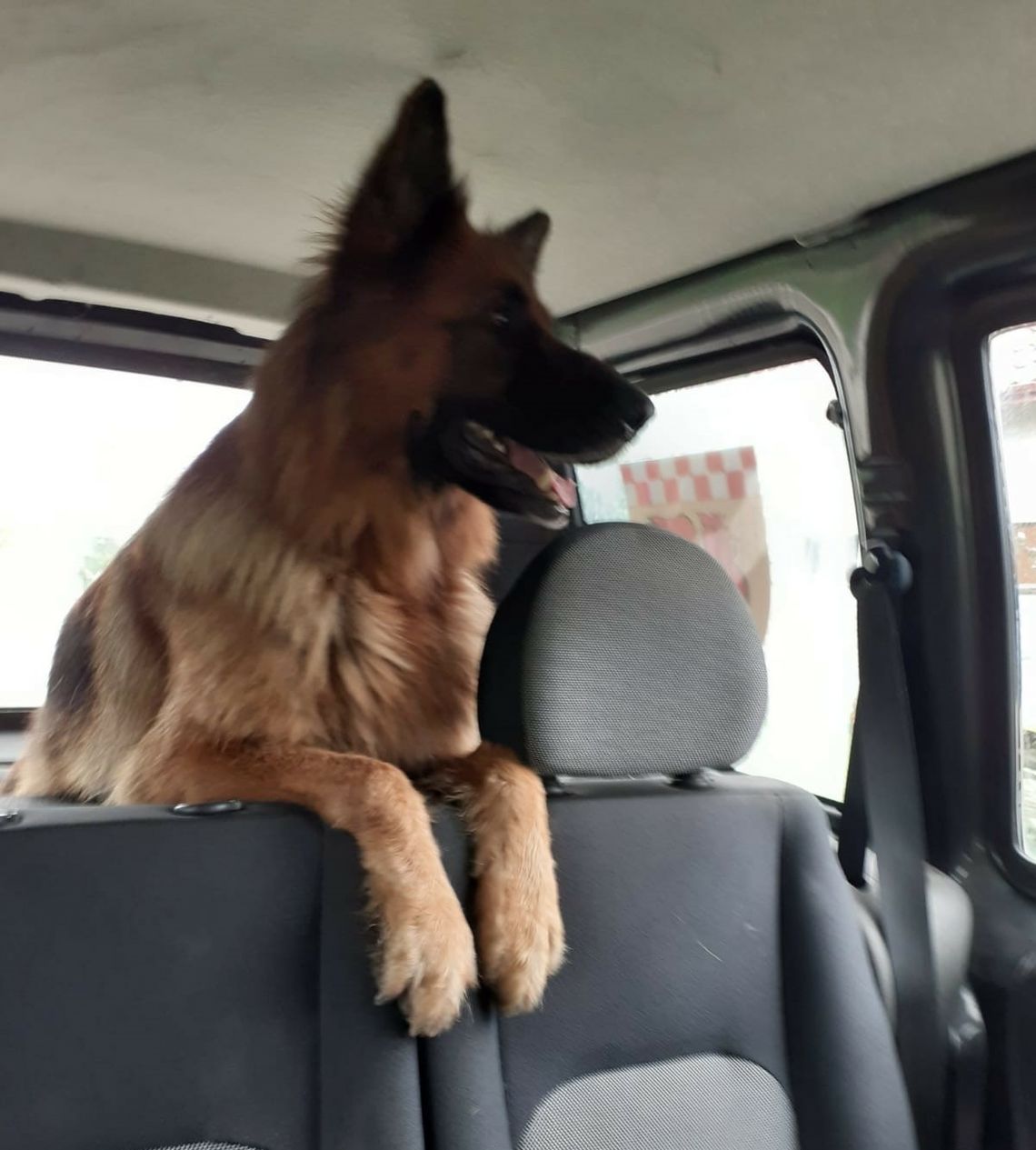 Poszukiwany właściciel tego psa