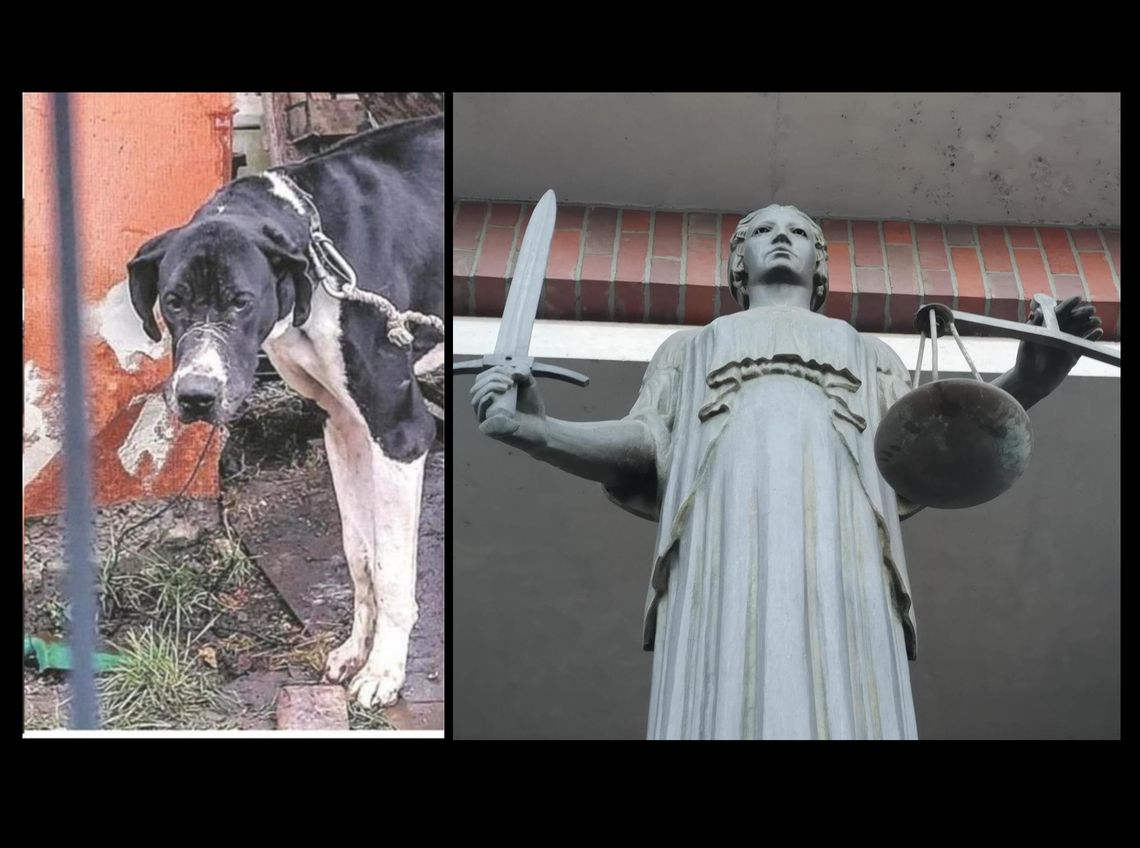 Prokuratura zajmie się hejtem na sędzię, która wydała wyrok w sprawie Karoliny P.