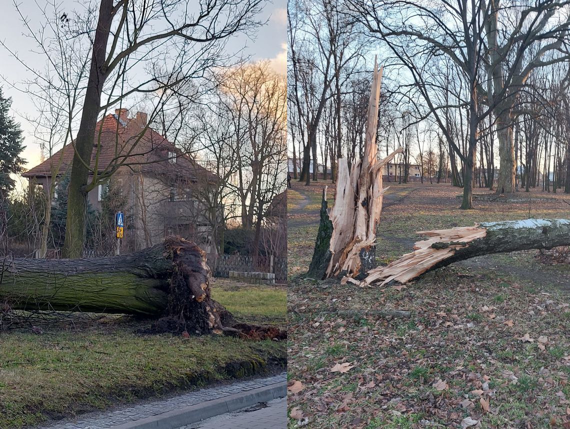 Przejrzą miejskie drzewa. Po co?