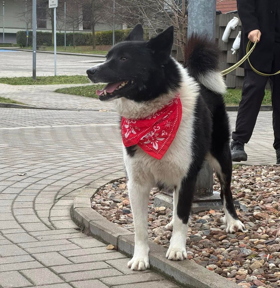 Przepiękny, puchaty Karolek szuka domu