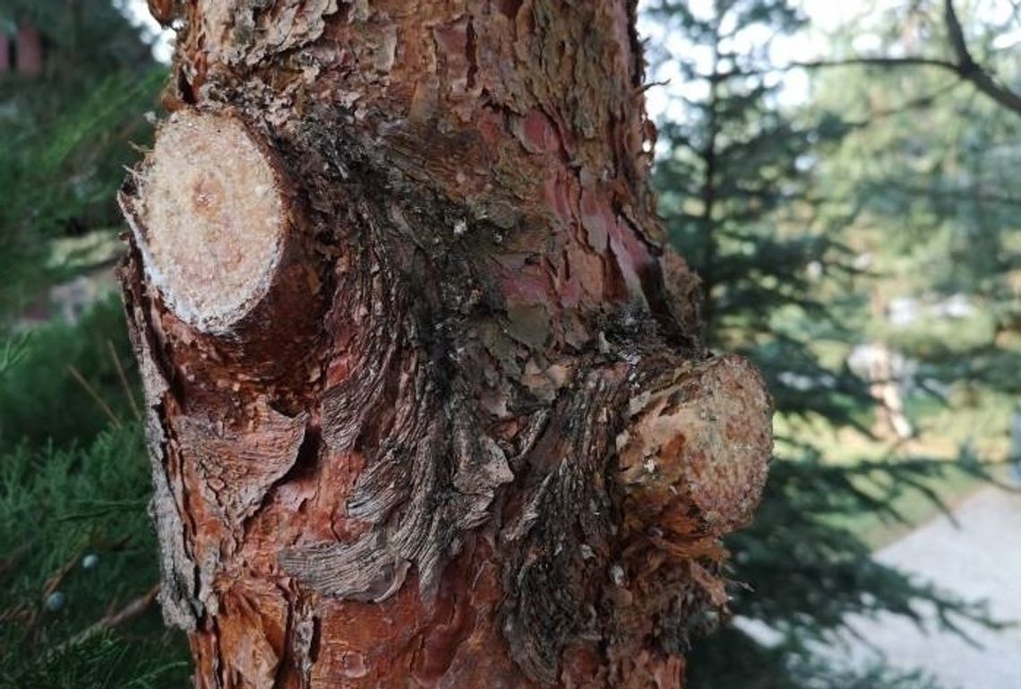 Przycinanie drzew i krzewów jesienią - jak wykonać je poprawnie?