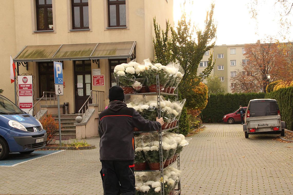 Przywieźli ponad 800 chryzantem