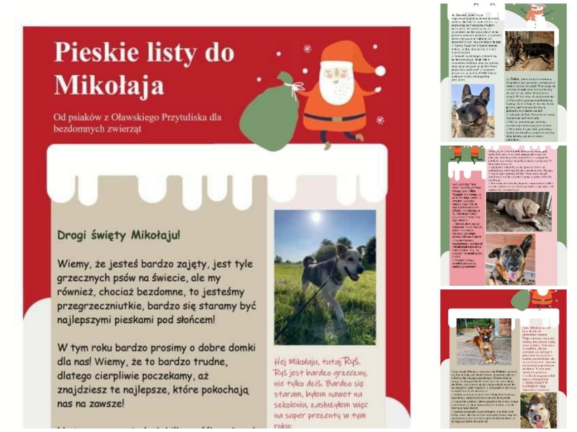 Psy z oławskiego schroniska napisały do Św. Mikołaja!