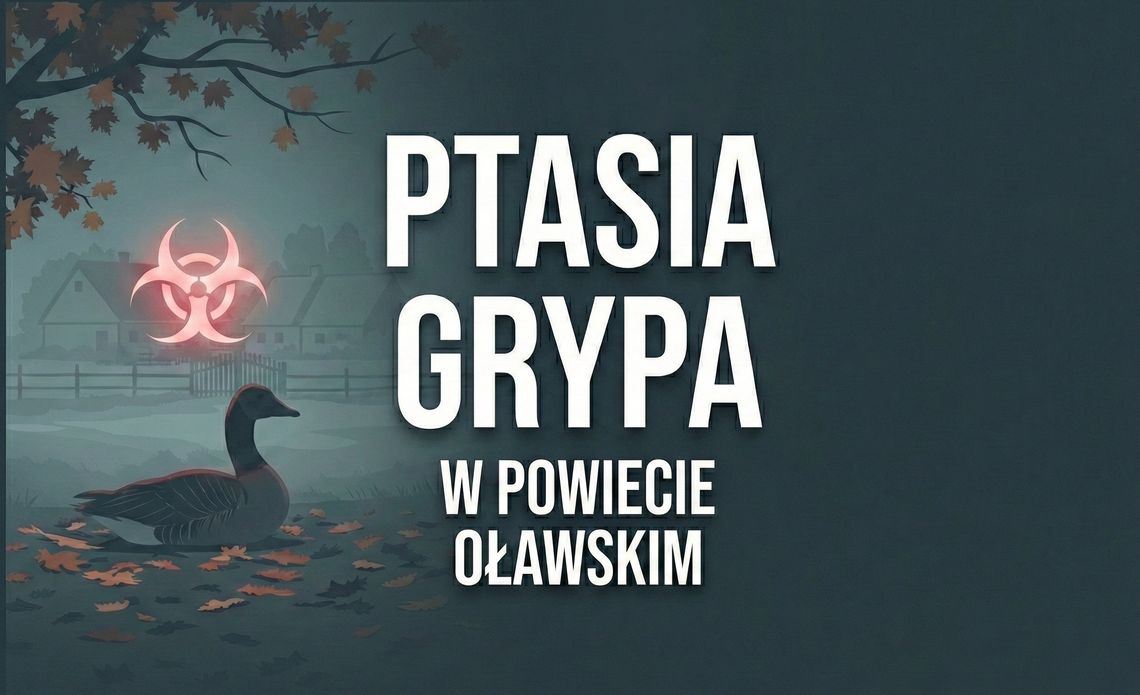Ptasia grypa w powiecie oławskim. Wojewoda wyznaczył strefę objętą zakażeniem Ptasia grypa w powiecie oławskim. Wojewoda wyznaczył strefę objętą zakażeniem