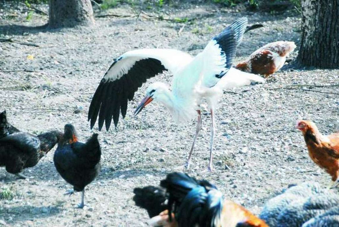 Puchatek zostaje w Janikowie