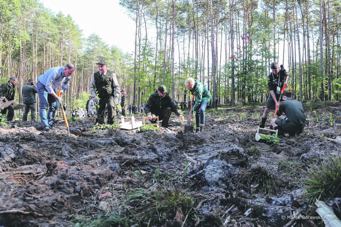 Radni chcą posadzić 200 drzew