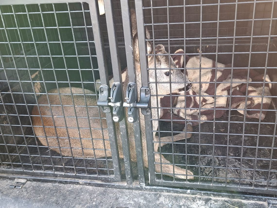 Rannego kozła przetransportowali do weterynarza