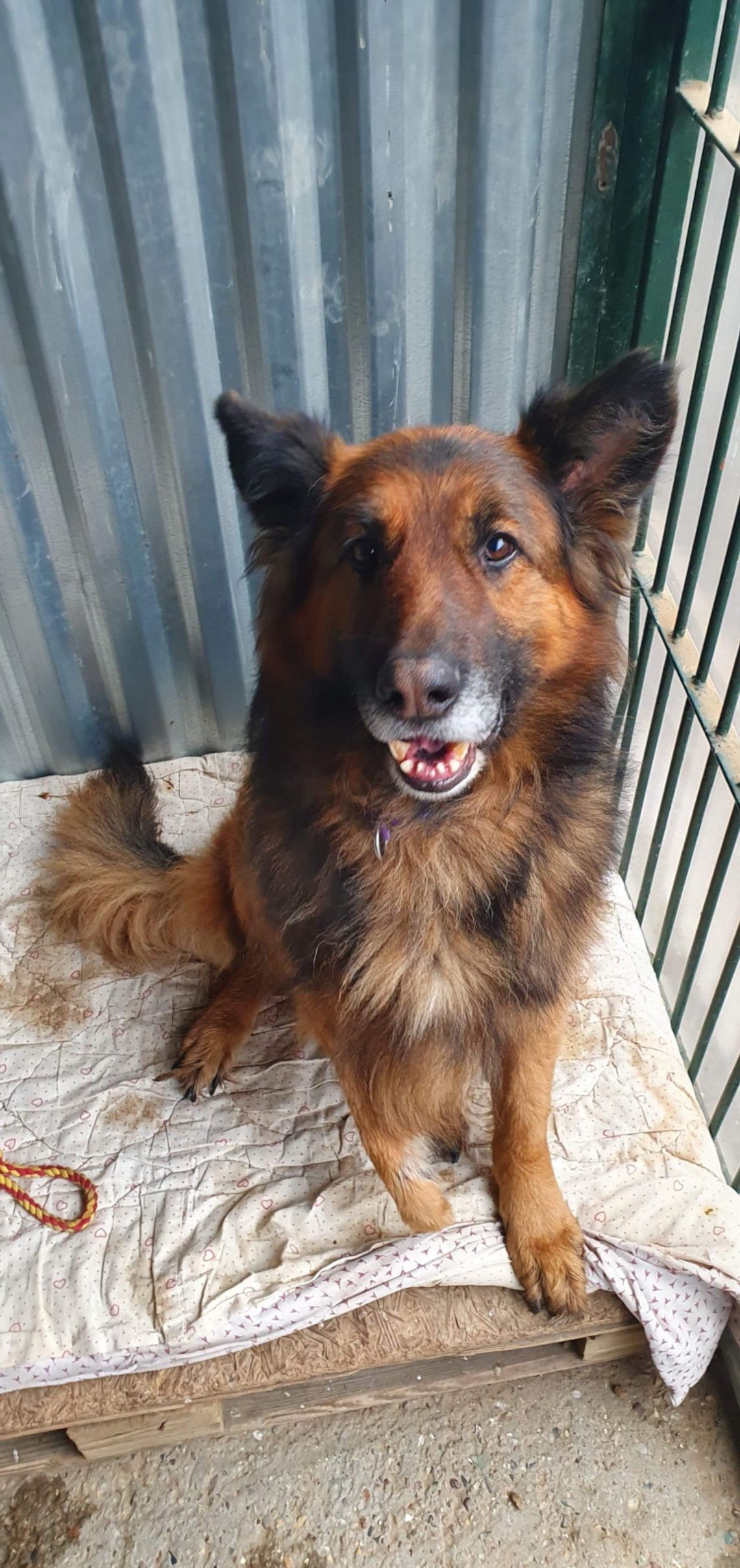 Rex czeka na człowieka