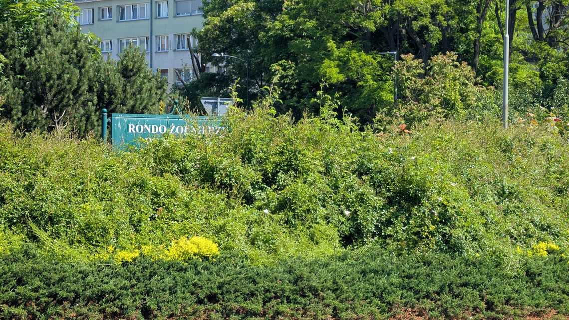 Rondo Żoł.... i dalej nie widać. Tak zarośnięte! Rondo Żoł.... i dalej nie widać. Tak zarośnięte!