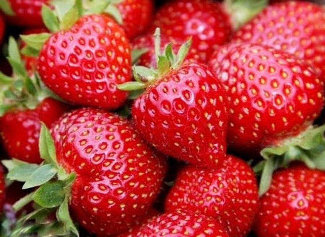 Rozważania przy wyborze sadzonek poziomek i truskawek