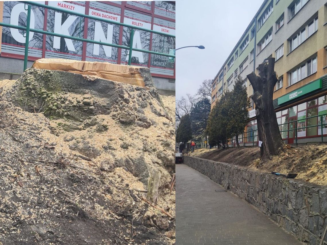 Są drzewa, które trzeba wyciąć. Za ich posiadanie można dostać karę