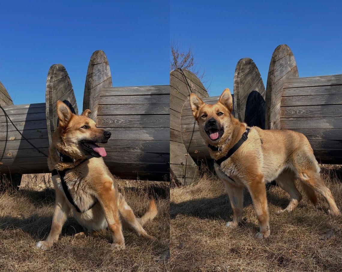 Sabcia szuka domu! Oława