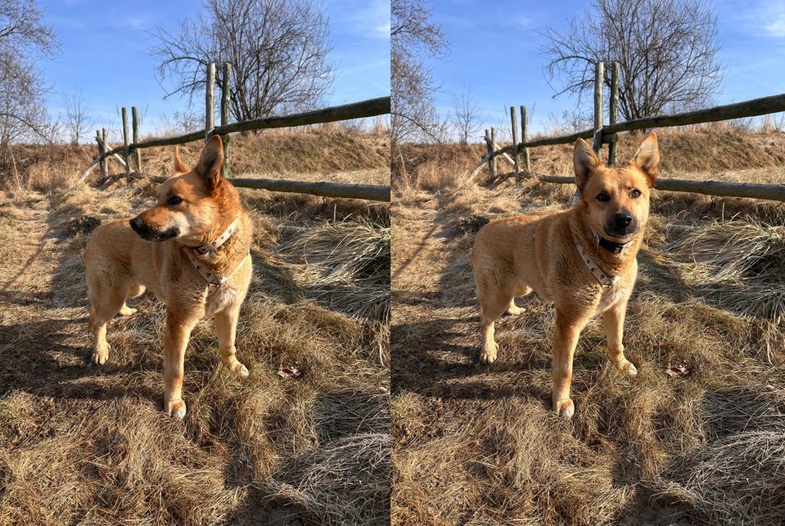 Sabcia szuka domu. To prześliczna, mięciutka i puchata sunia