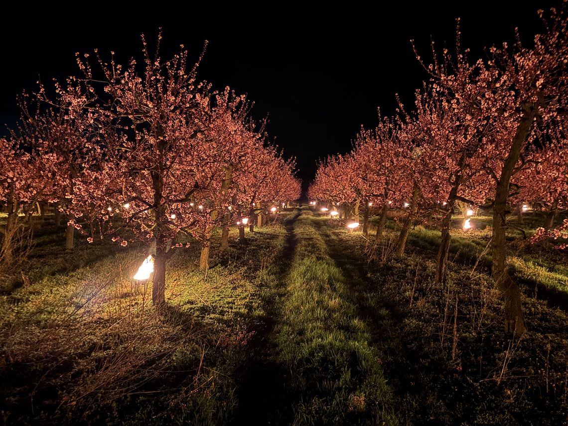 Sadownicy spod Oławy walczą z przymrozkami. Ta noc znów może być trudna
