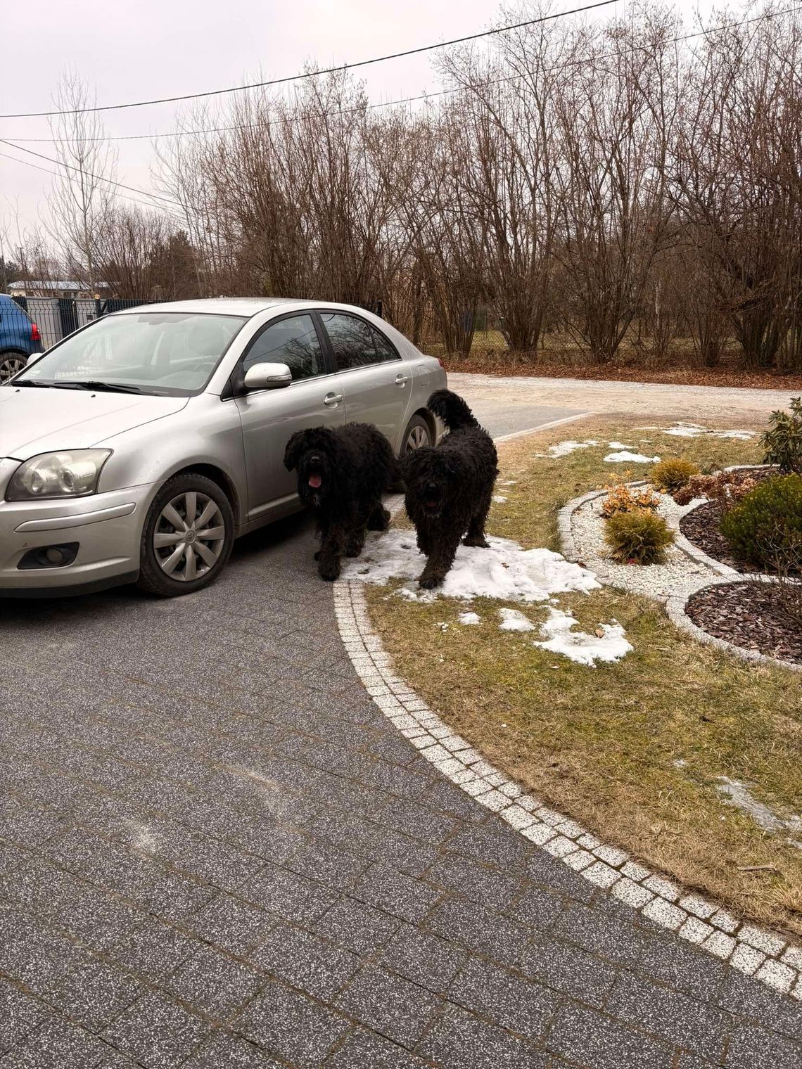 Sąsiadka mówi, że dobrze jest do czasu, bo... jednak psy są wielkie i uciekają. Właściciel reaguje