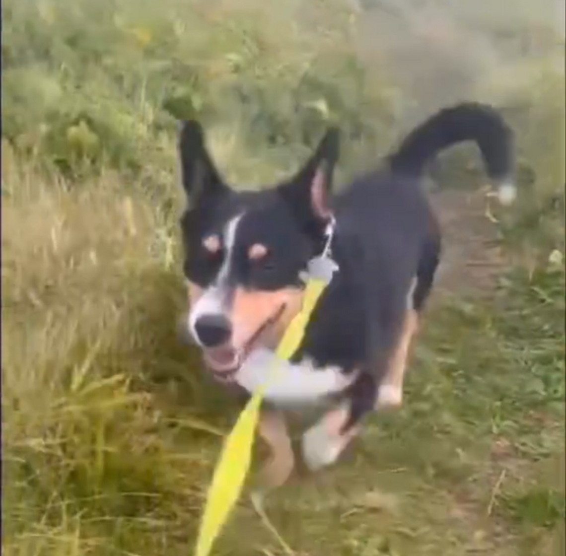 Schroniskowy arystokrata OSKAR poleca się do adopcji