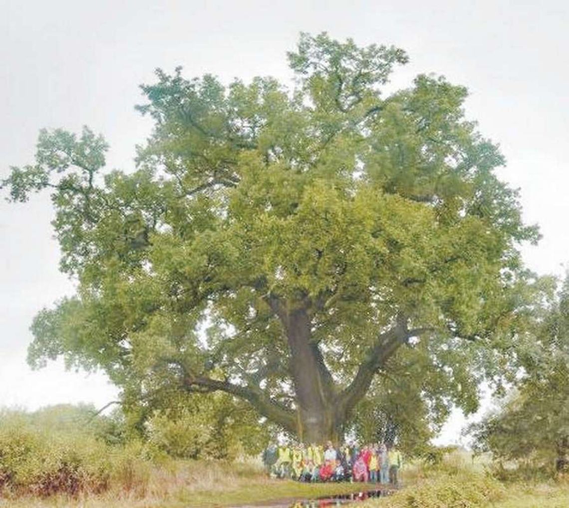 "Słowianin" na drzewo roku "Słowianin" na drzewo roku